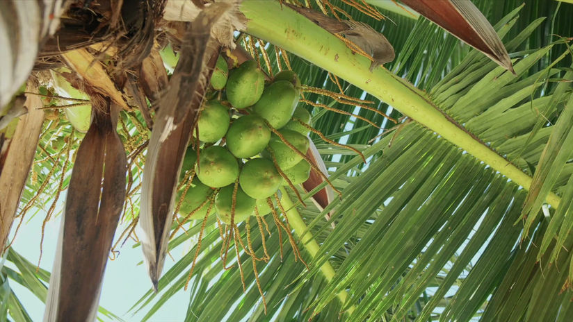 USDA Nutrition.gov Explainer Video